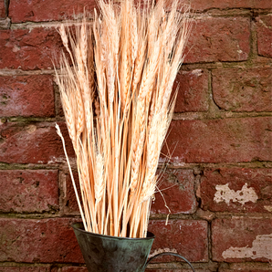 Decorative Dried Wheat 60cm