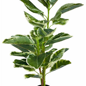 Artificial Large 110cm Rubber Ficus