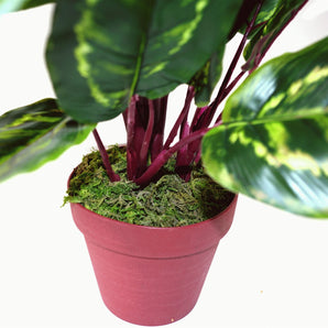 Artificial Medium 50cm Calathea Veitchiane Plant