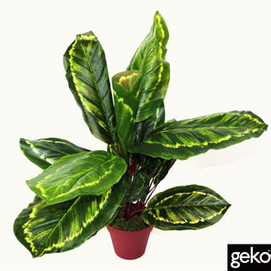 Artificial Medium 50cm Calathea Veitchiane Plant