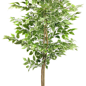 Artificial Ficus Tree With Variegation Leaves 150cm