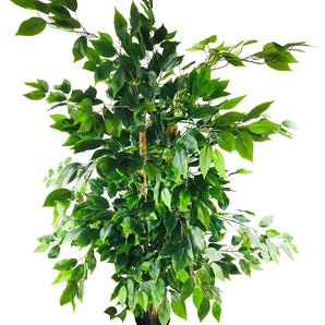 Artificial Ficus Tree With Pot 1.8m