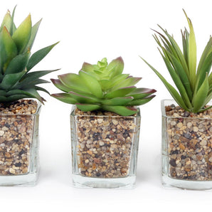 Set Of Three Faux Succulents In Glass Pots