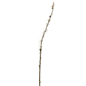 Pussy Willow Stem