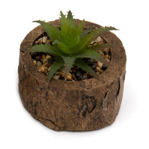 Bark Effect Pot and Succulent