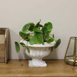 Classic Low Urn Planter