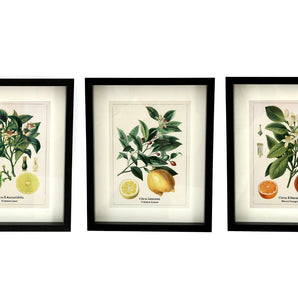 Set of Three Citrus Picture Frames