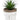 Green Succulent In White Terracotta Pot