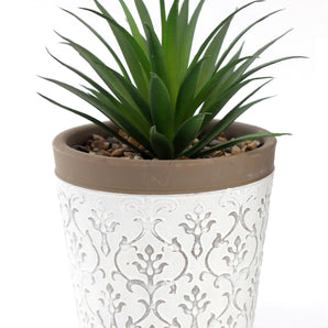 Green Succulent In White Terracotta Pot