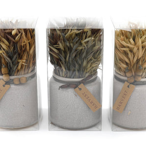 Set of 3 Dried Grasses In Ceramic Pots